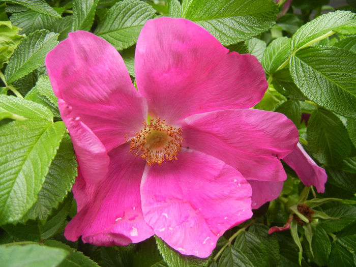 Rosa rugosa (2014, May 10)