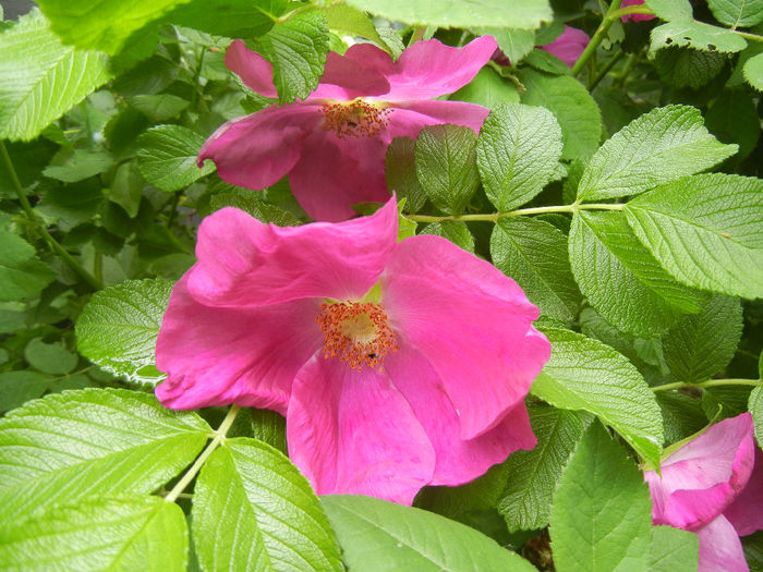 Rosa rugosa (2014, May 10)