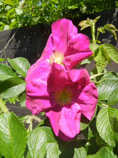 Rosa rugosa (2014, May 11) - ROSA Rugosa_Rugosa Rose