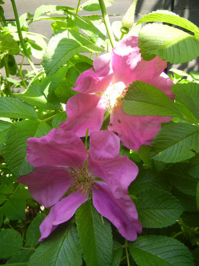 Rosa rugosa (2014, May 11)