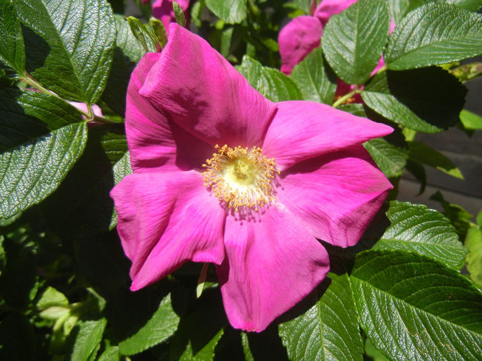 Rosa rugosa (2014, May 11)
