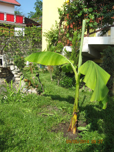 Dupa o calatorie cu peripetii.... - Banan