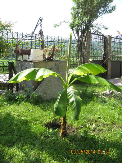 este locul, unde imi pot intinde radacinile. - Banan