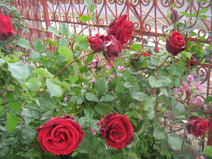 trandafiri 001 - Trandafiri in gradina mea