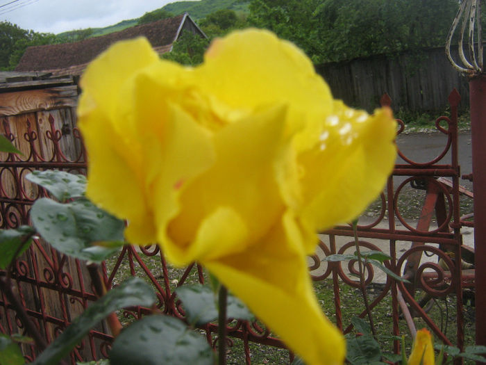 trandafiri 004 - Trandafiri in gradina mea
