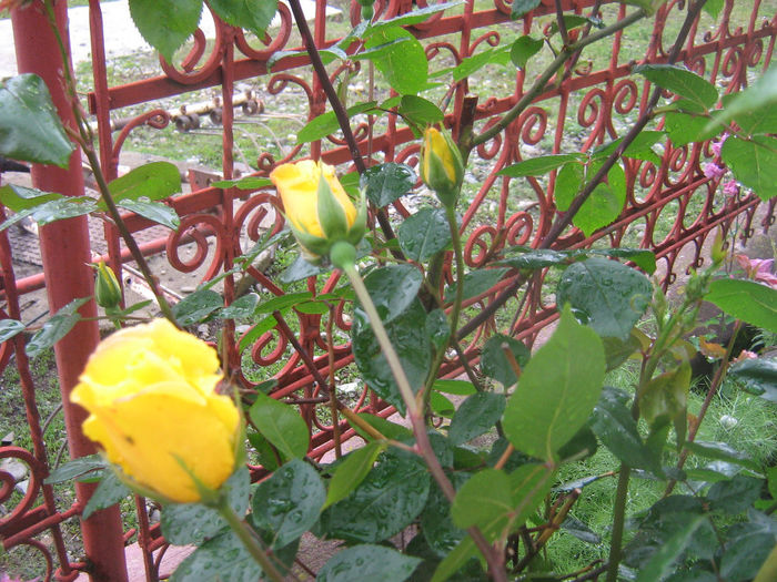 trandafiri 006 - Trandafiri in gradina mea