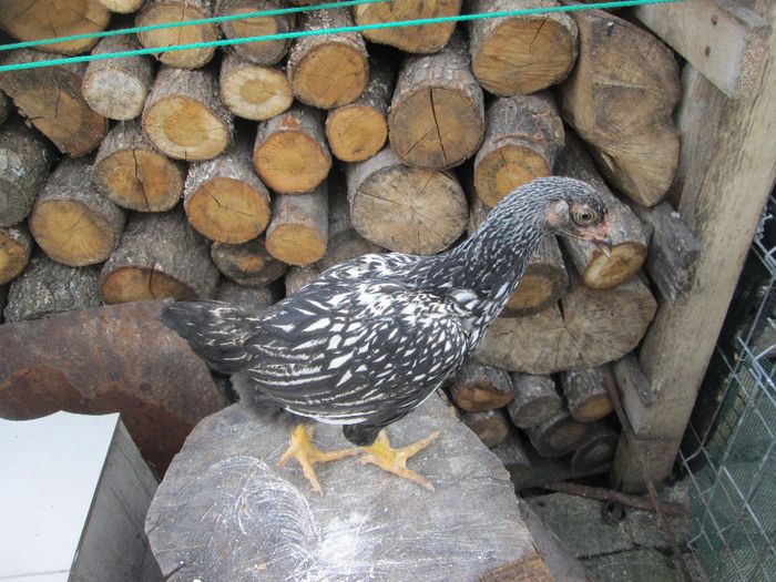 IMG_1820 - pui 6 sapt si 6 zile 2014