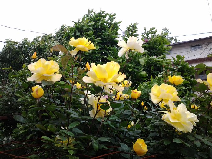 20140512_165428 - 1mai