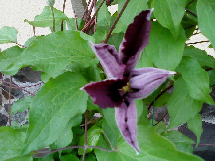Mai 2014 043 - clematita 2014-2015-2016-2018-2019