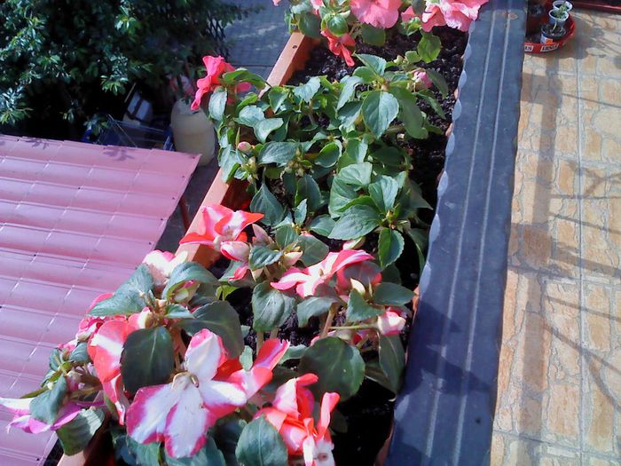 Mai 2014 006 - Impatiens 2014 - 2015