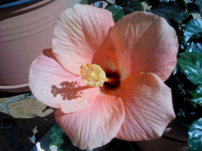 Mai 2014 021 - Hibiscus 2014-2015