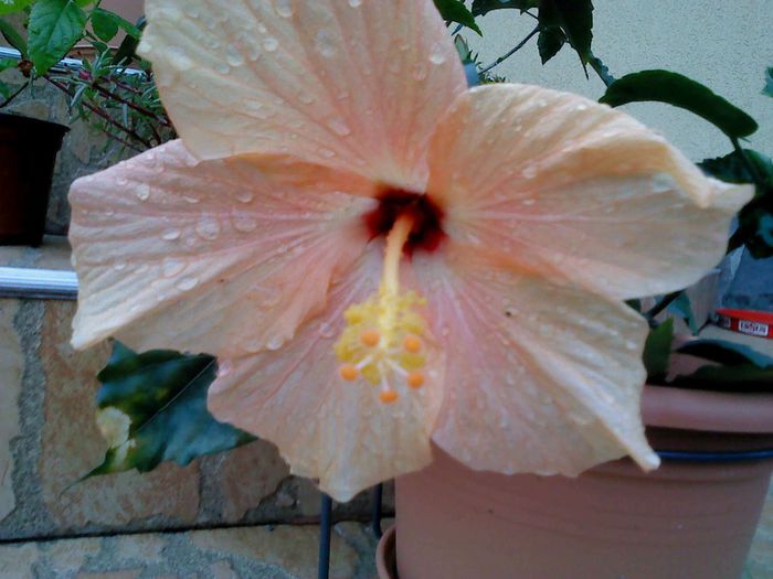 Mai 2014 040 - Hibiscus 2014-2015