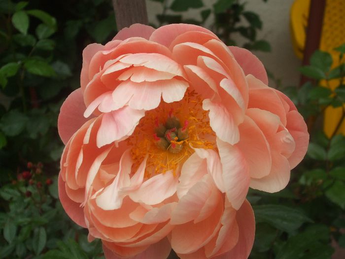 Coral Charm
