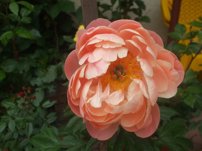 Coral Charm