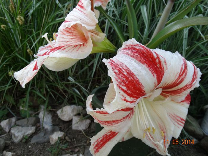 DSC03350 - Amaryllis 2014