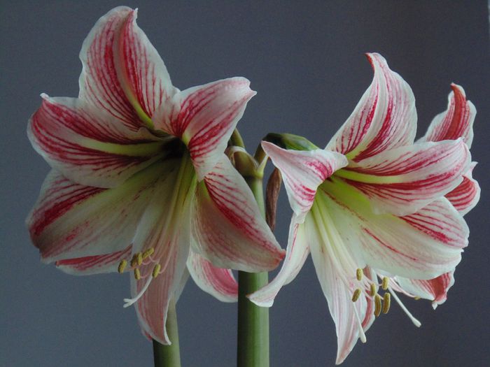 DSC01492 - Amaryllis 2014