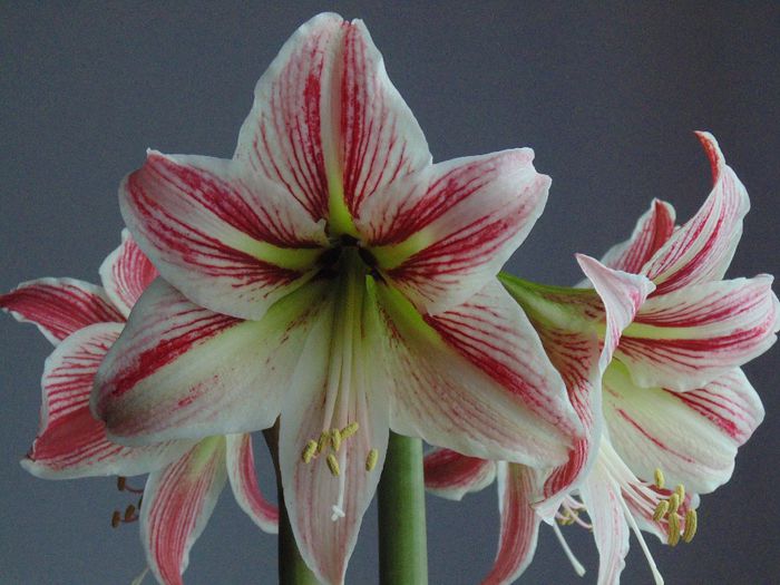 ~9~ - Amaryllis 2014