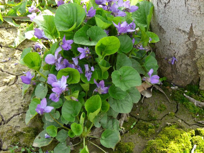 toporasi (viola odorata) - gradina in 2014