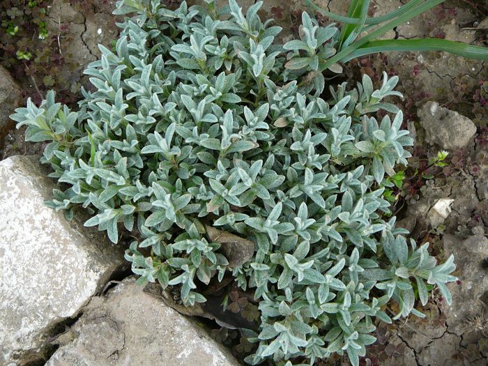 cerastum tomentosum - gradina in 2014