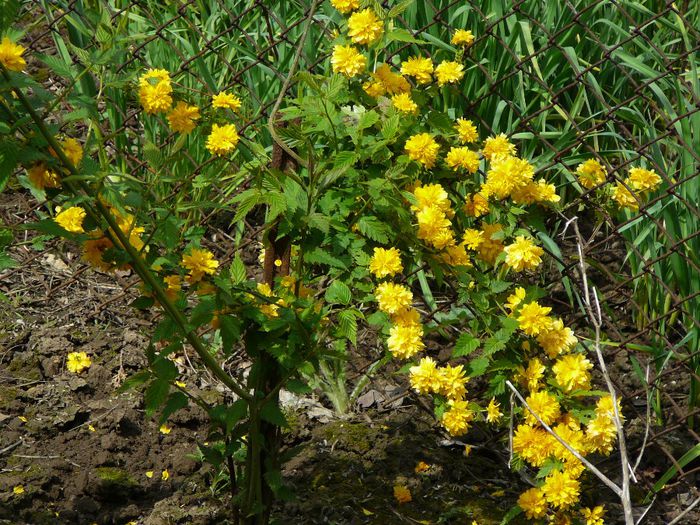 kerria japonica - gradina in 2014