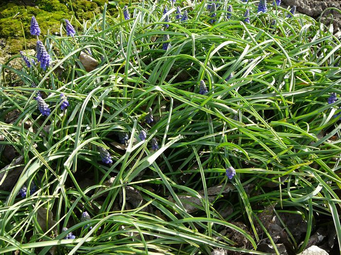 muscari