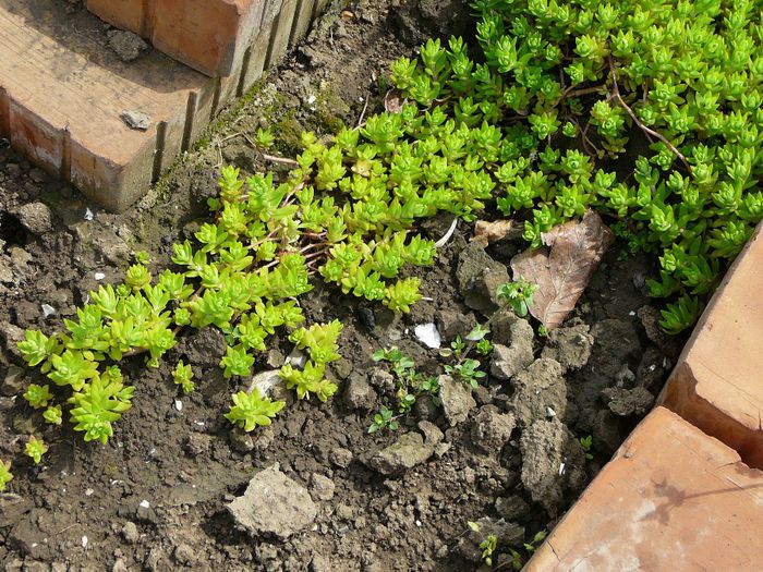 sedum hardy - gradina in 2014