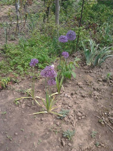 allium - gradina in 2014