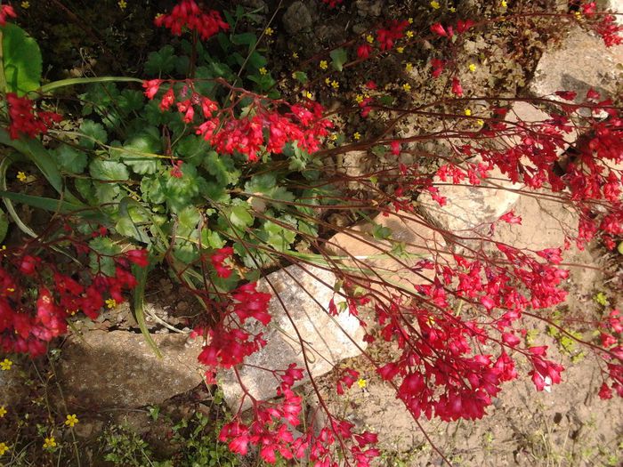 heuchera - gradina in 2014