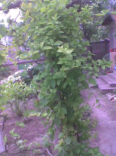 Imag2233