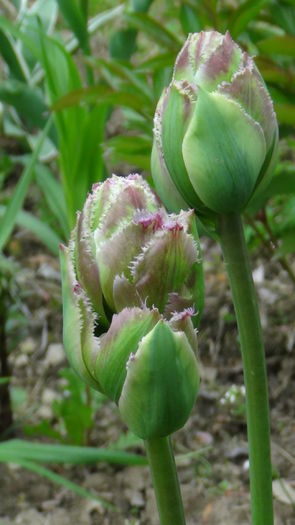 purple tower - e-lalele2014