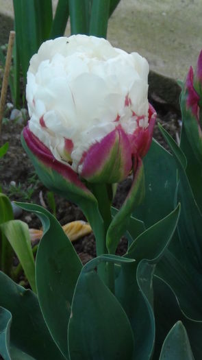 DSC00815 - e-lalele2014