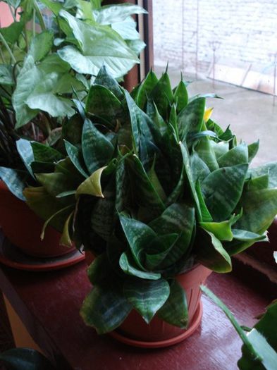 martie 2014 - sansevieria (1) - sansevieria