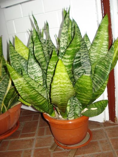 martie 2014 - sansevieria (2) - sansevieria