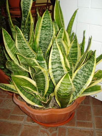 martie 2014 - sansevieria (3) - sansevieria