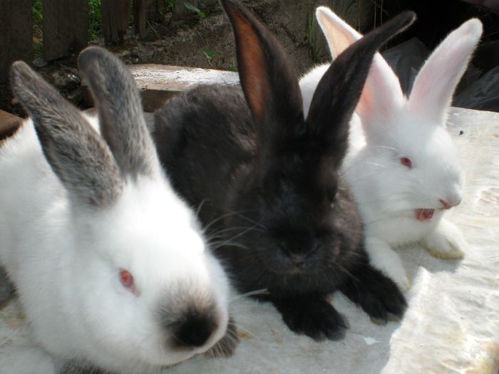 Trio... - PUI 2014