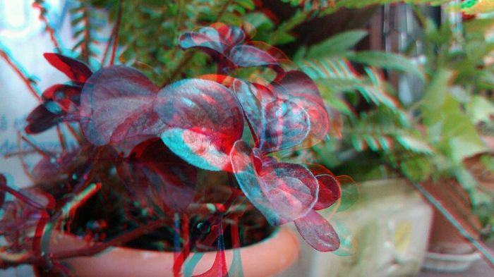 20140512_151355 - 3D ANAGLYPH