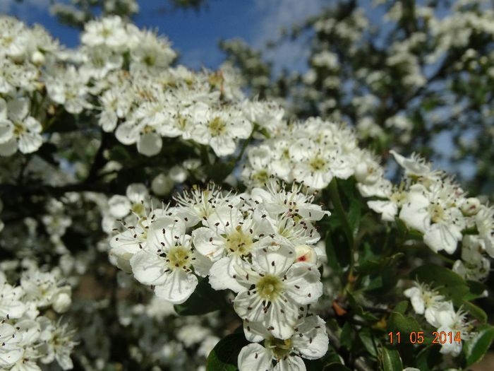 DSC03323 - Plante in natura 2014