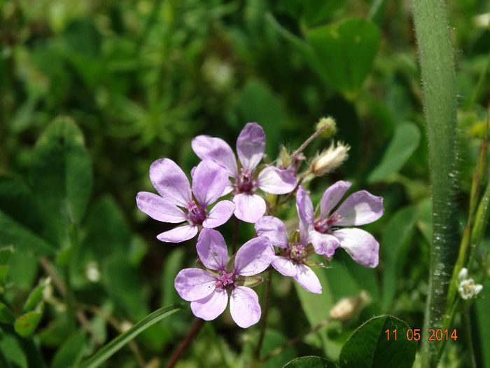 DSC03324 - Plante in natura 2014