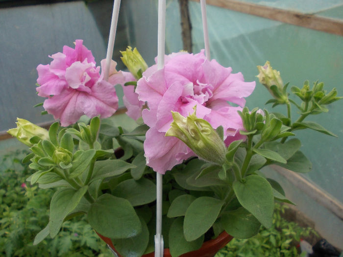 DSCN6352 - Petunia Grandiflora Double