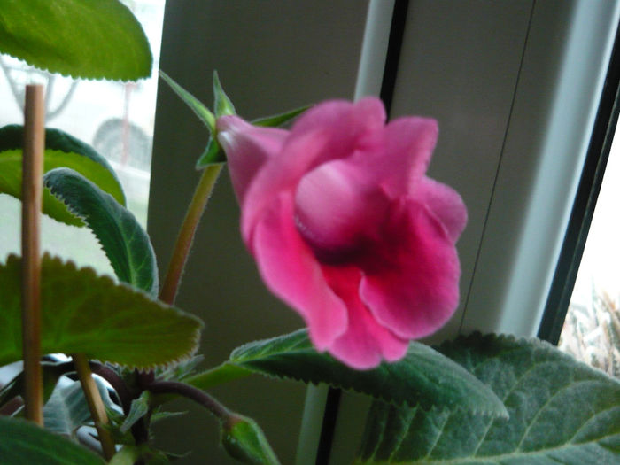 P1060194 - gloxinia 2014