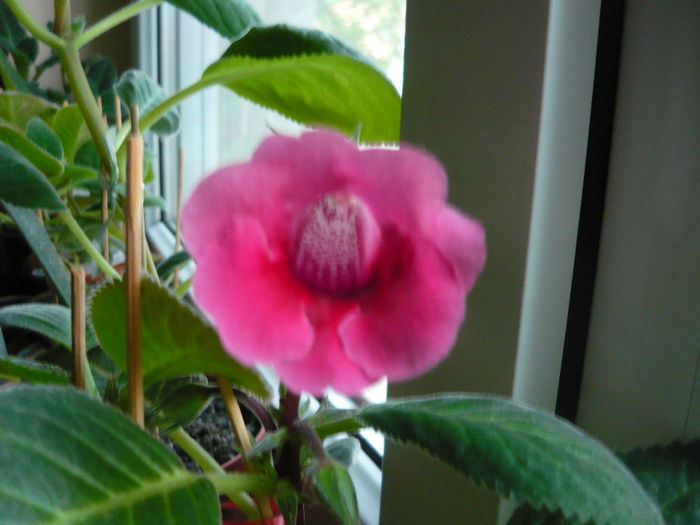 P1060193 - gloxinia 2014