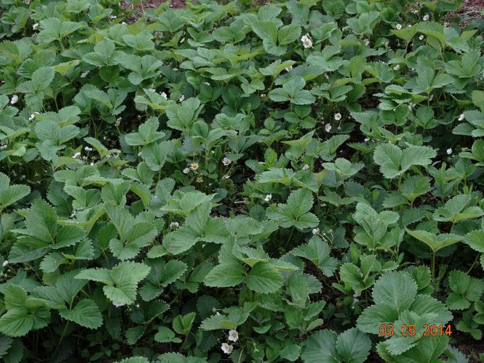 DSC03133 - Plante in gradina 2014