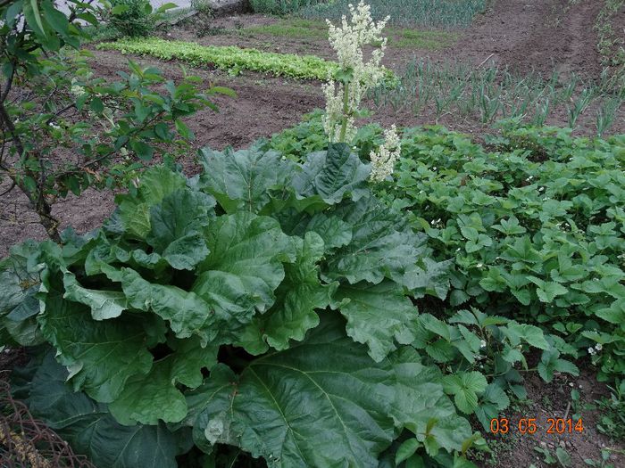 DSC03131 - Plante in gradina 2014