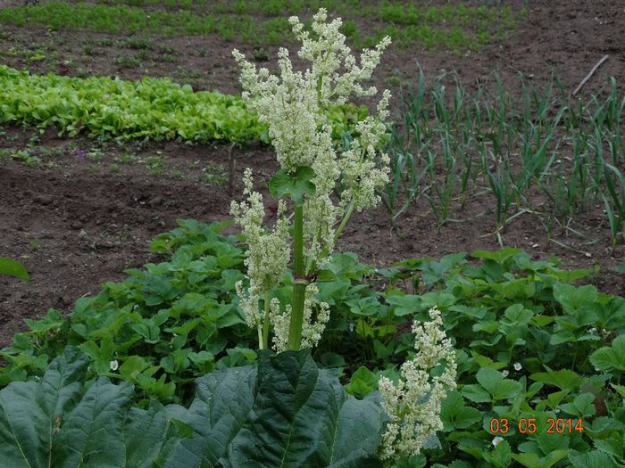 DSC03132 - Plante in gradina 2014