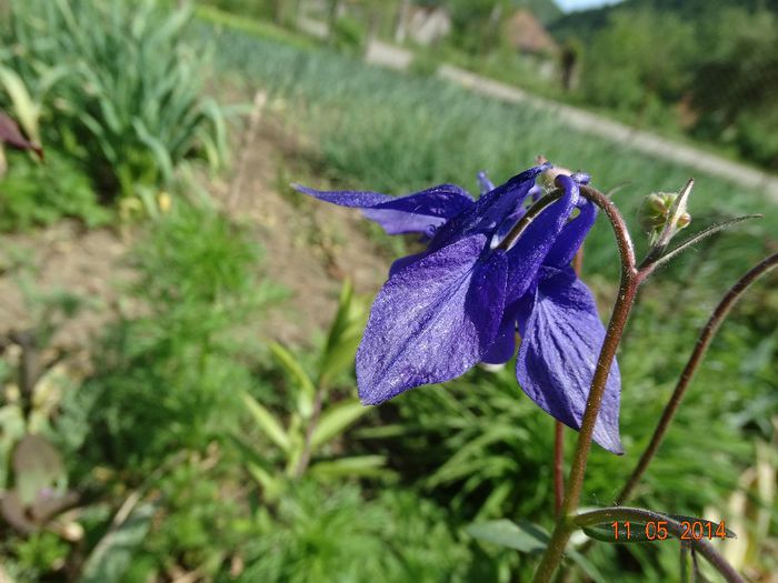 DSC03367 - Plante in gradina 2014