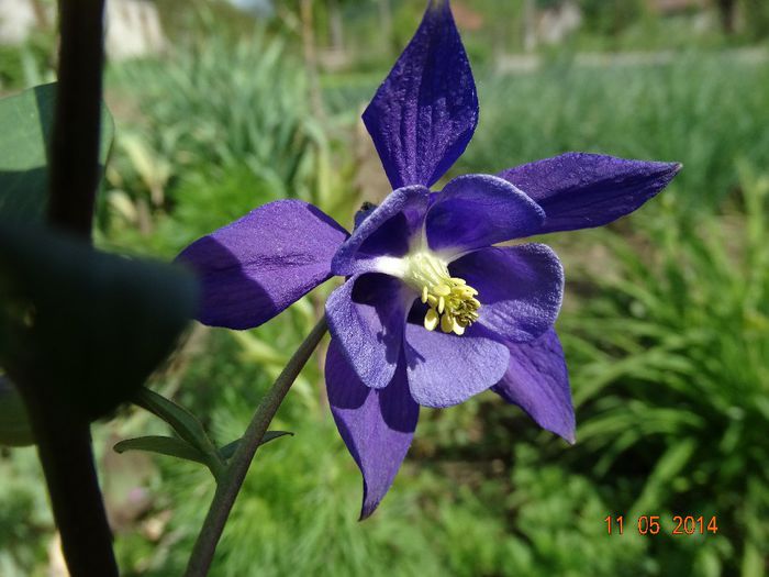 DSC03369 - Plante in gradina 2014