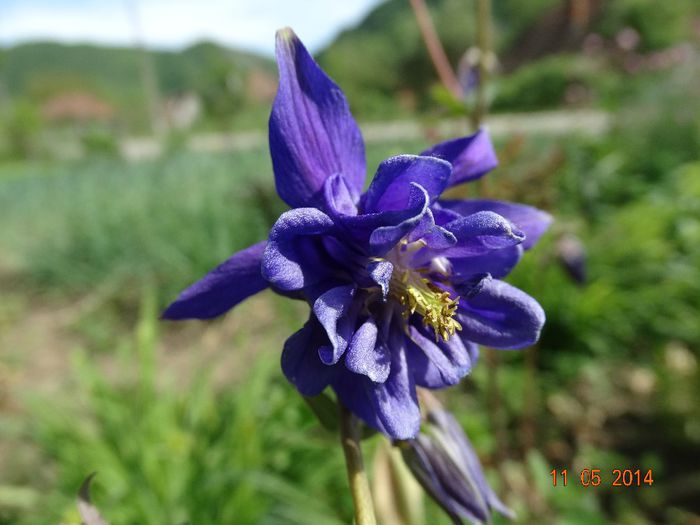 DSC03370 - Plante in gradina 2014