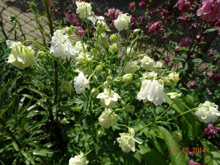 DSC03371 - Plante in gradina 2014