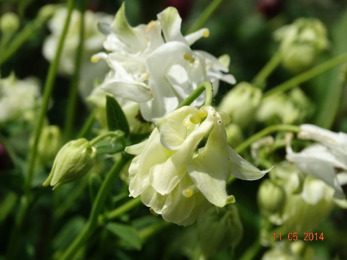 DSC03377 - Plante in gradina 2014