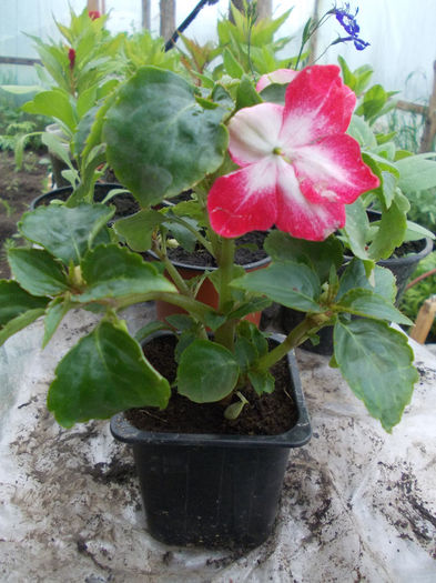 DSCN6377 - Impatiens